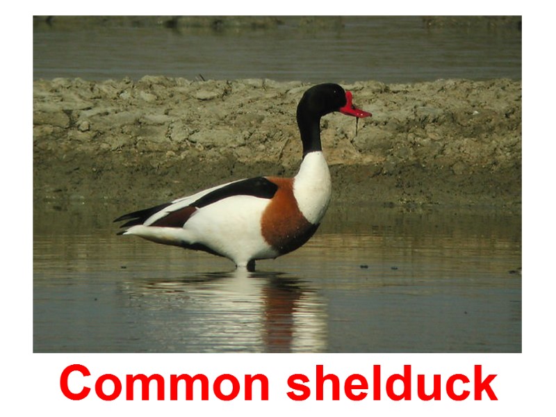 Common shelduck